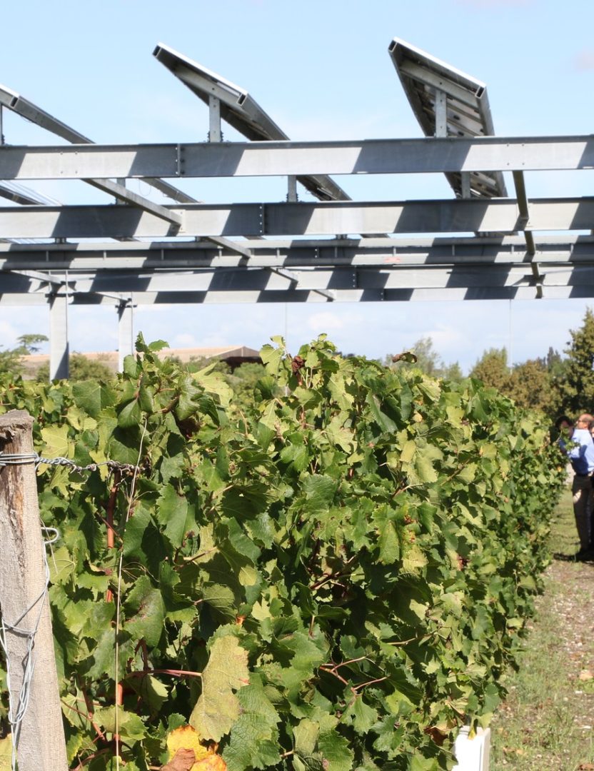 Vitisolar Cuma vigne agrivolatïsme nouvelle aquitaine